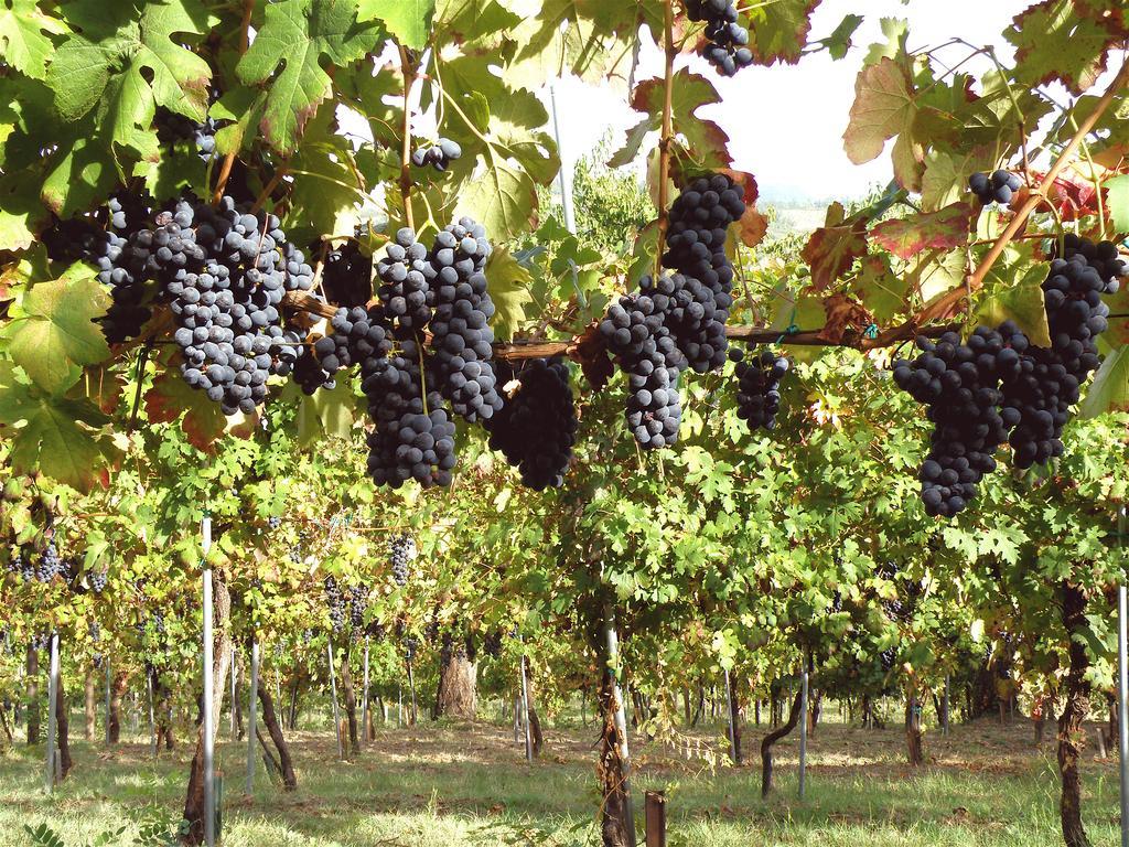 Castello di Serravalle Agriturismo Ca' Isotta מראה חיצוני תמונה